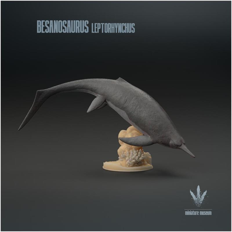 Besanosaurus leptorhynchus  : The Reptile from Besano