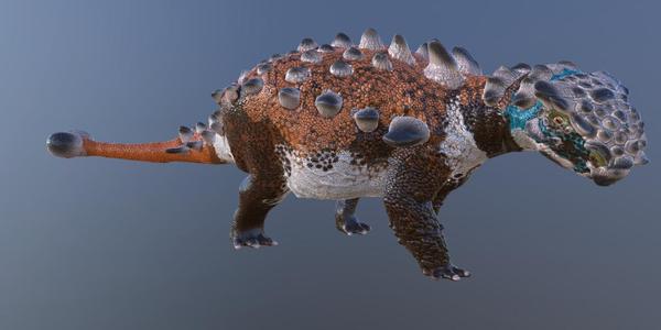Revised Akainacephalus