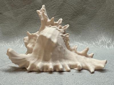 large shell big shell Aquarium Terrarium