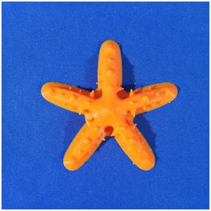 Florida Star-fish Refrigerator Magnet