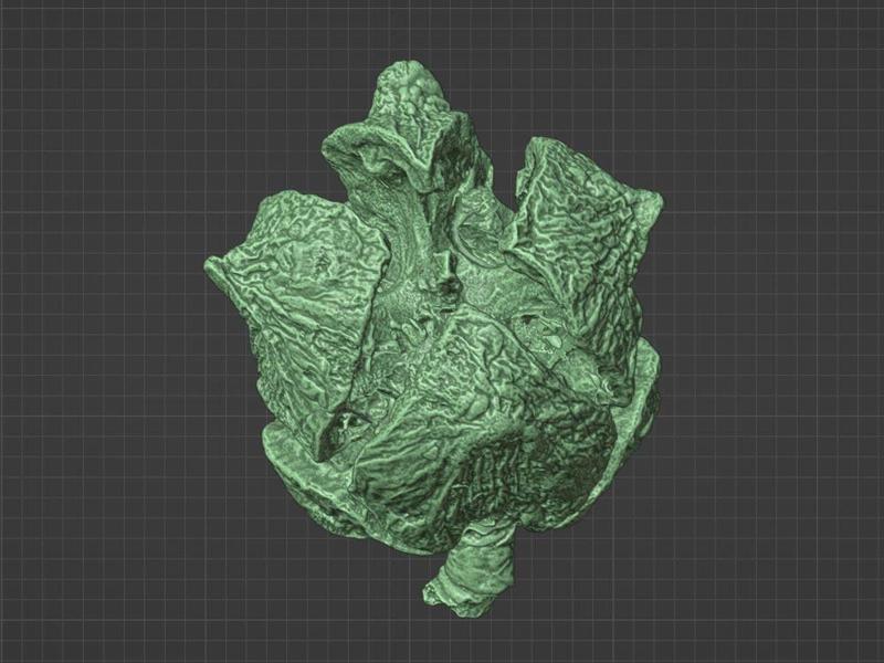 Cypress Fruit 3D Scan