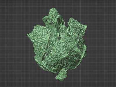 Cypress Fruit 3D Scan