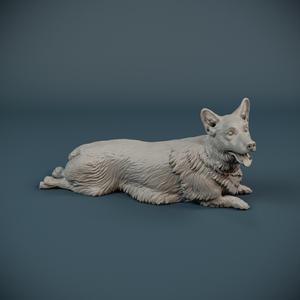 Corgi dog lying down - pre supported