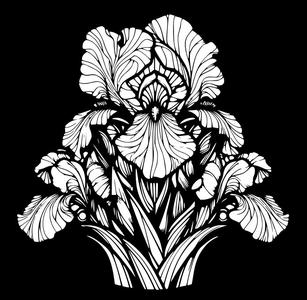 Iris