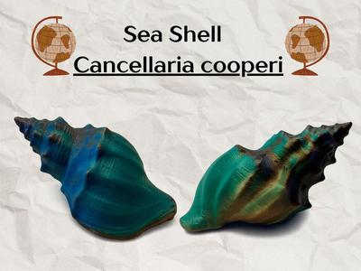 Sea Shell - Cancellaria cooperi - 3D Scan