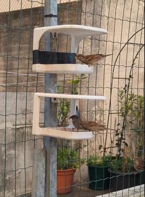 Bird feeder   