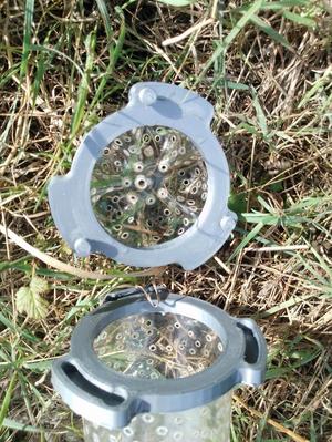 Capsule for bait, crayfish creel