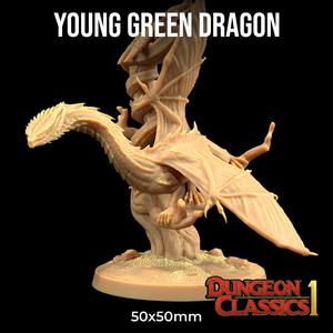 Young Green Dragon