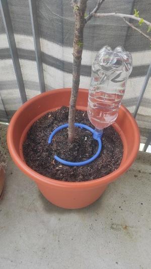 Plant irrigation