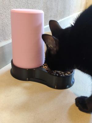 Pet feeder / Cat food dispenser