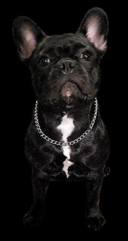 Stella