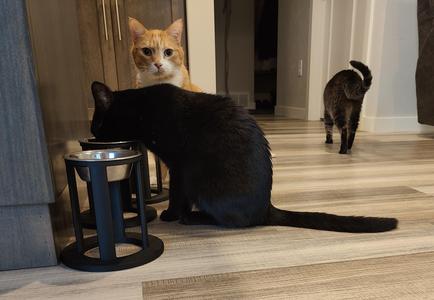 Cat Food Dish Stand
