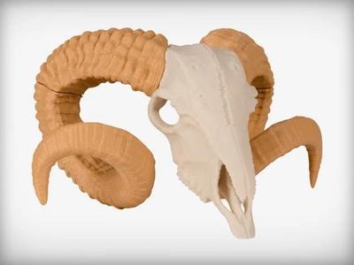 Ram Skull