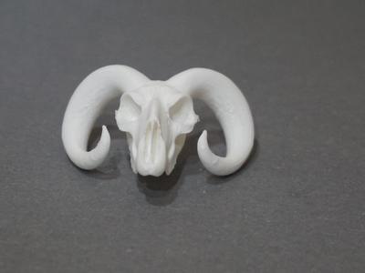 bighorn/dall sheep skull (sizes vary 40min)