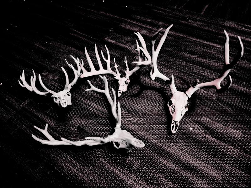 Deer Skull Minis - Elk, Red, Mule, Holy Rack