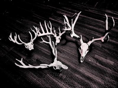 Deer Skull Minis - Elk, Red, Mule, Holy Rack