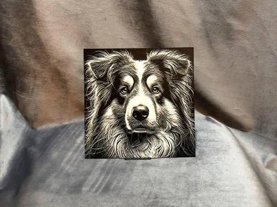 American Shepherd