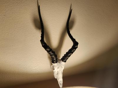 "Impala" Antelope Skull
