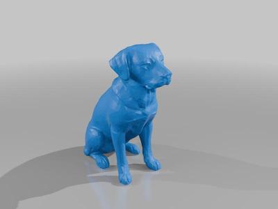 Labrador Dog