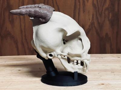 Realistic Imp Skull