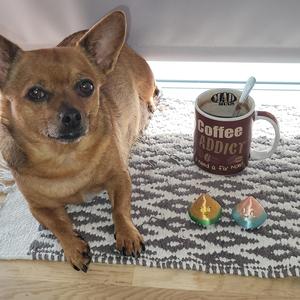 Poop Clicker Fidget and Keychain