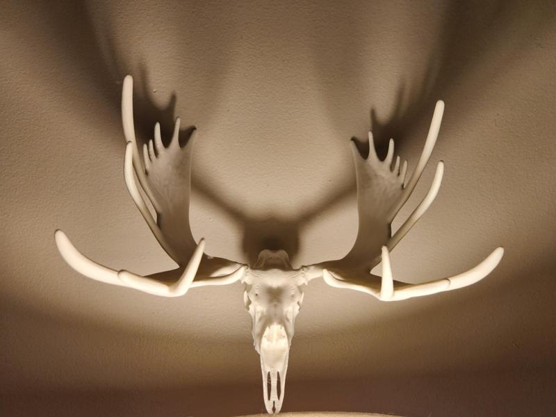 "Moose" Skull