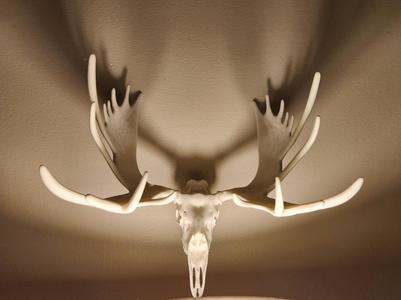 "Moose" Skull