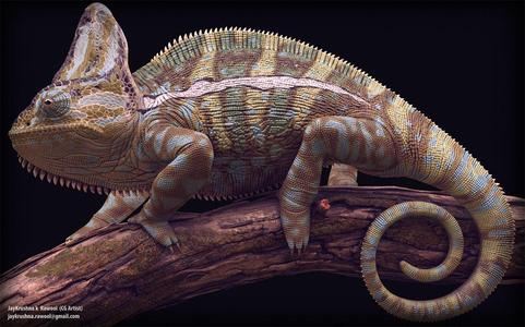 Chameleon - reptile