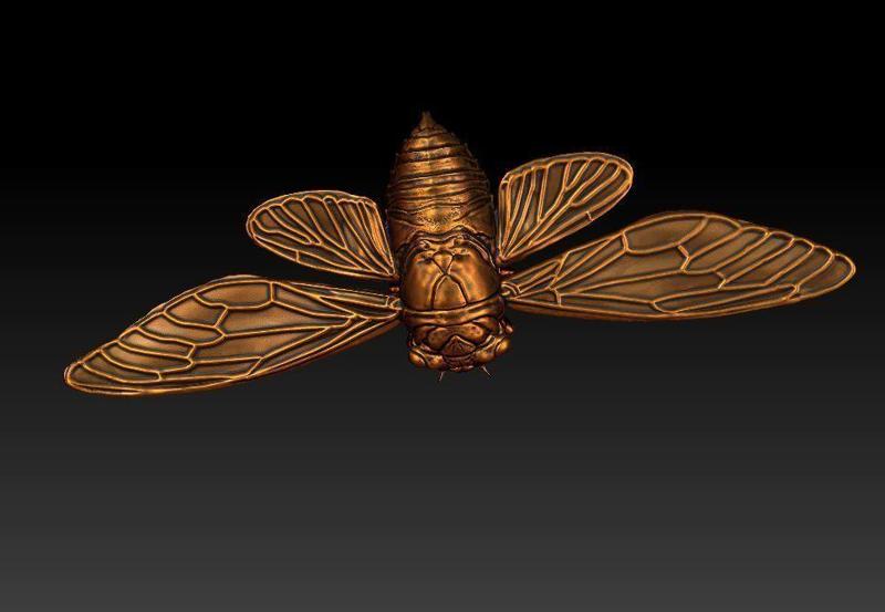 cicada new