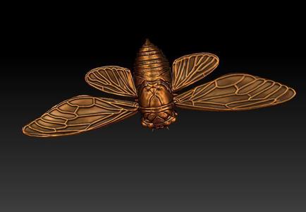 cicada new