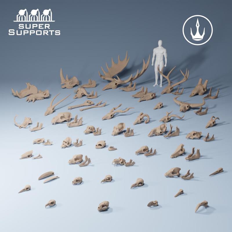 Animal skulls 1-10