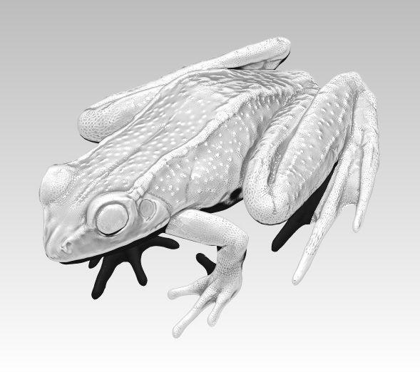 Detailed Realistic Frog