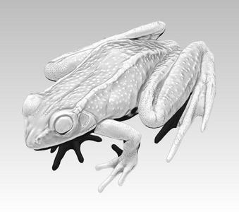 Detailed Realistic Frog