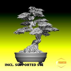 Bonsai 4