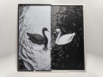 Black and White Swans - Hueforge