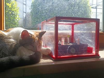Accessories for Mini Greenhouse (pots, coasters, etc)