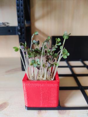Gridfinity microgreens tray insert