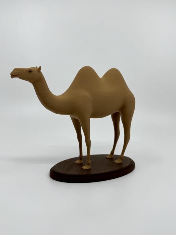 Camel