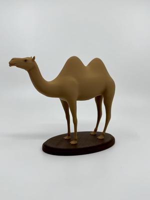 Camel