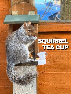 Squirrel Tea Cup