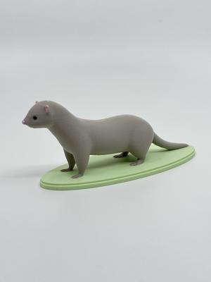 Ferret