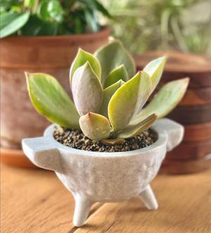Molcajete Planter Set of 4