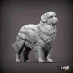 Newfoundlands