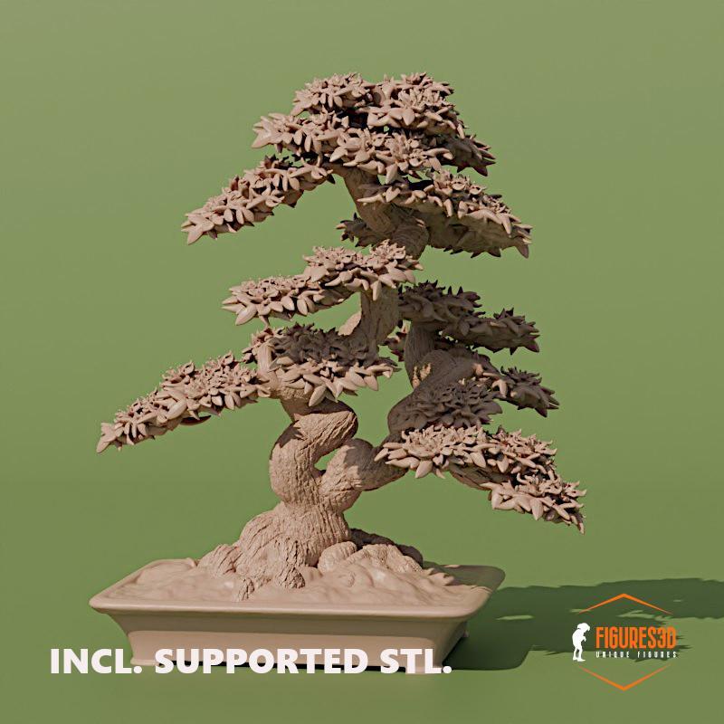 bonsai 8-azalia