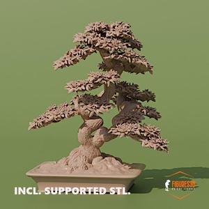 bonsai 8-azalia