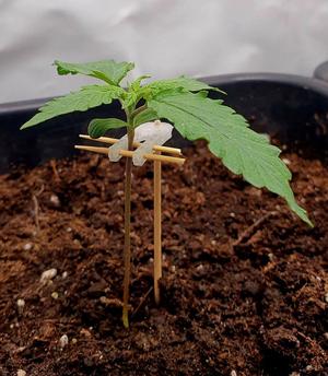 Plant Support / Pflanzen Stütze