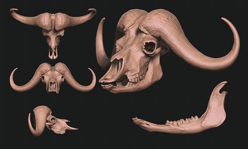 African Buffalo – Syncerus caffer Skull