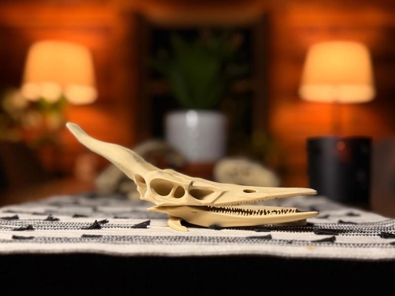 Pteranodon Dinosaur Skull Fossil