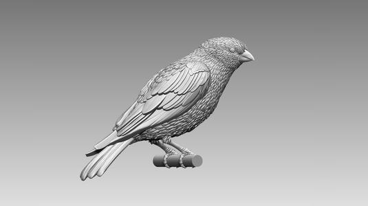bird