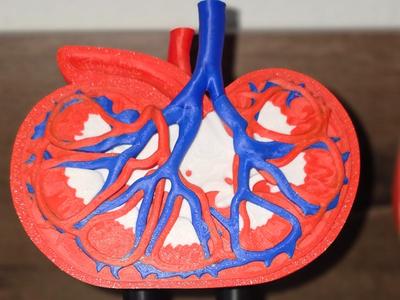 Human Kidney for Educational Purposes 